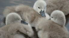 Schwanenküken (1).jpg